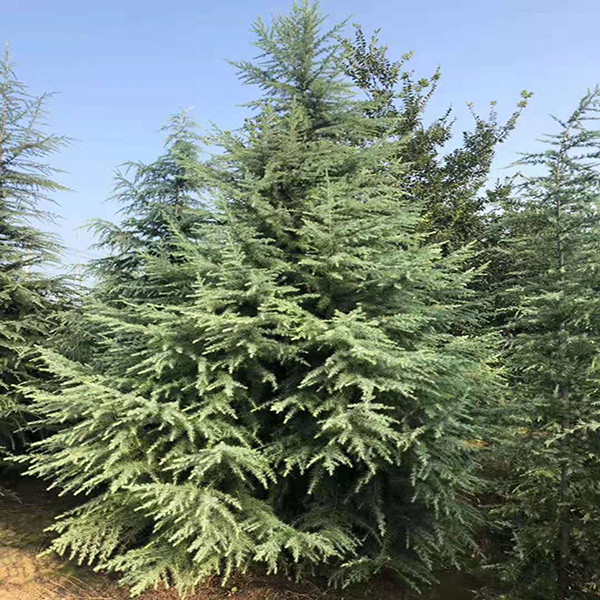 南京雪松雪松苗木雪松基地直销群岭苗圃