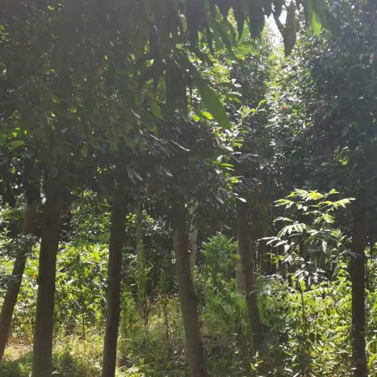 栾树 常年供应 栾树产地批发