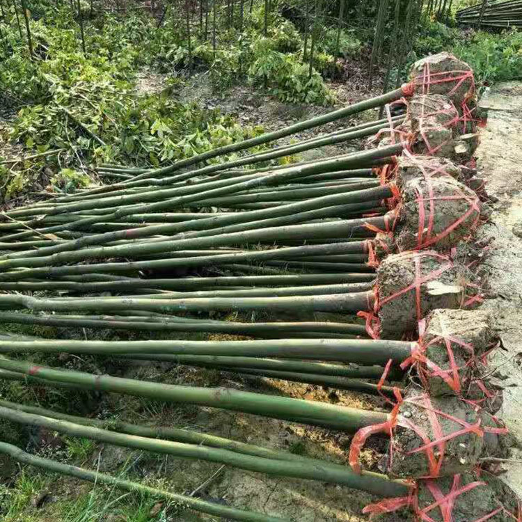 15公分移植香樟 现货批发 香樟树苗