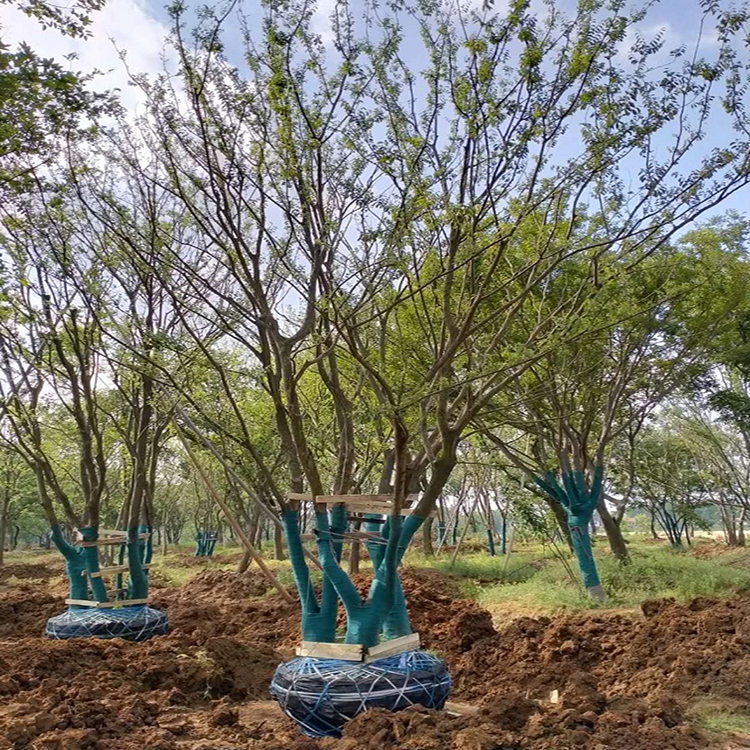 朴树品种齐全  长期出售 培育移栽朴树