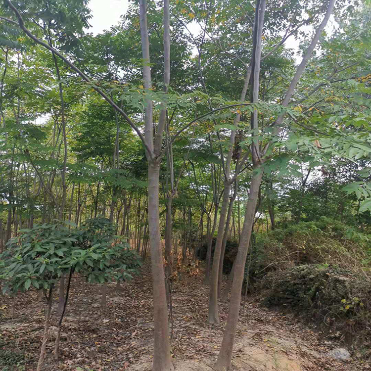 栾树价格 常年供应 耐移栽栾树