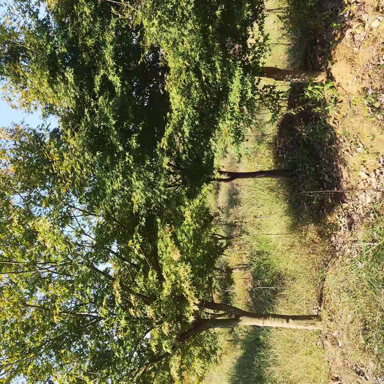 齐全小叶鸡爪槭  基地供应  鸡爪槭园林绿化