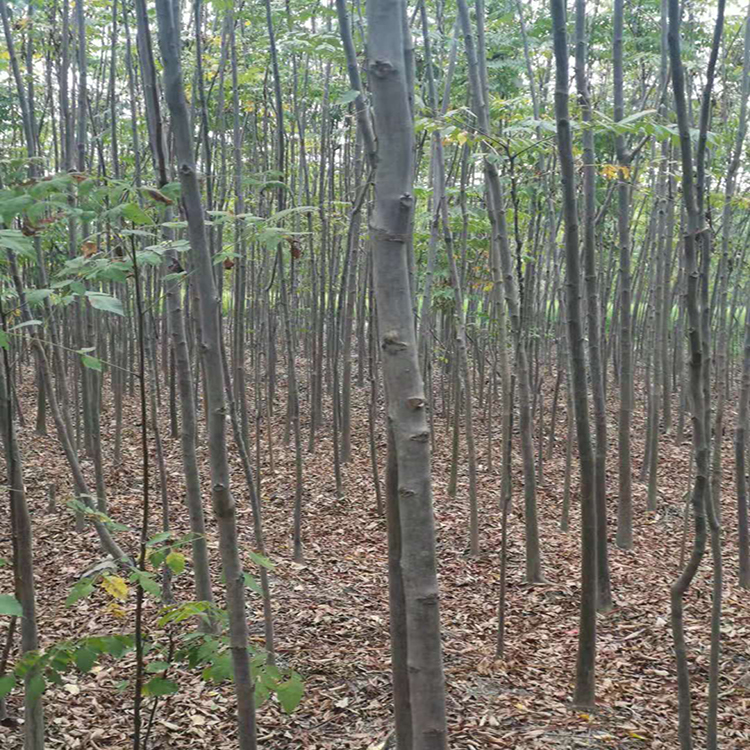 销售栾树栾树苗 基地直供 抗旱耐寒栾树苗