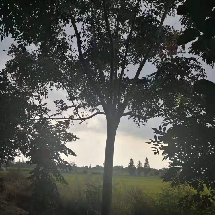 栾树基地 常年供应 抗旱耐寒栾树苗
