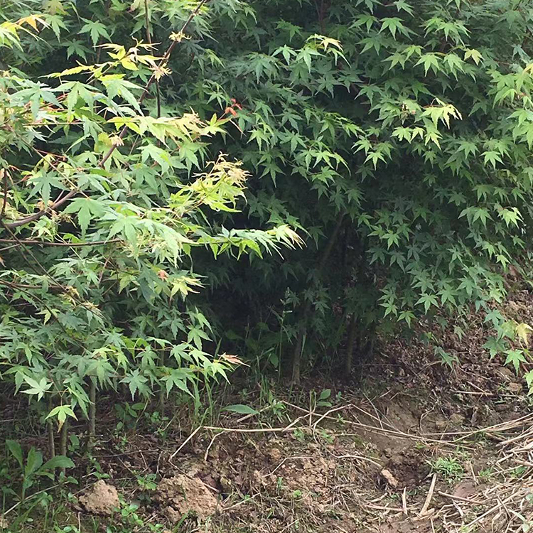 农户价鸡爪槭  现货供应  三季红鸡爪槭基地