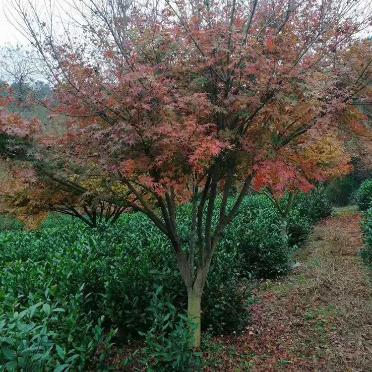 农户价鸡爪槭  现货供应  三季红鸡爪槭基地