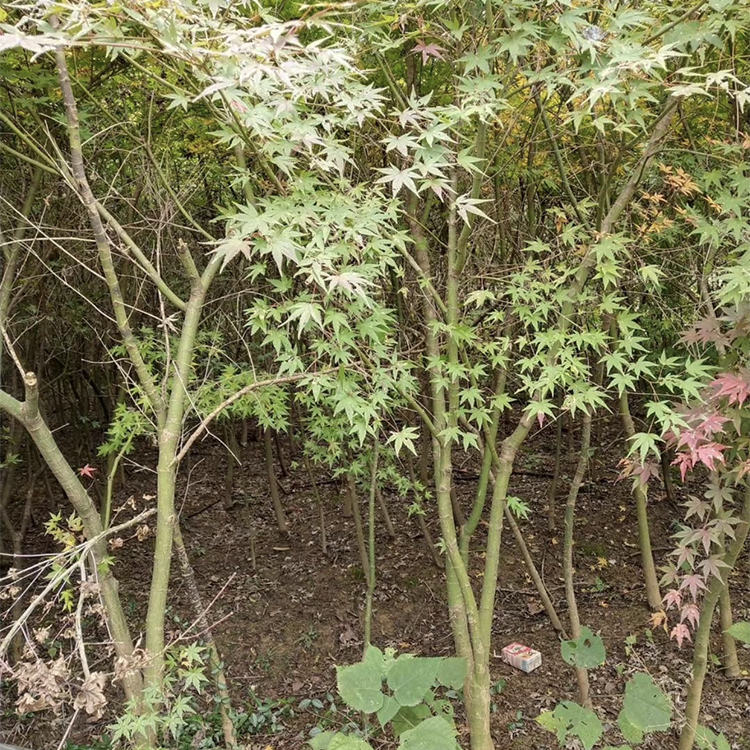 鸡爪槭基地绿柳叶  基地供应  供应红叶鸡爪枫