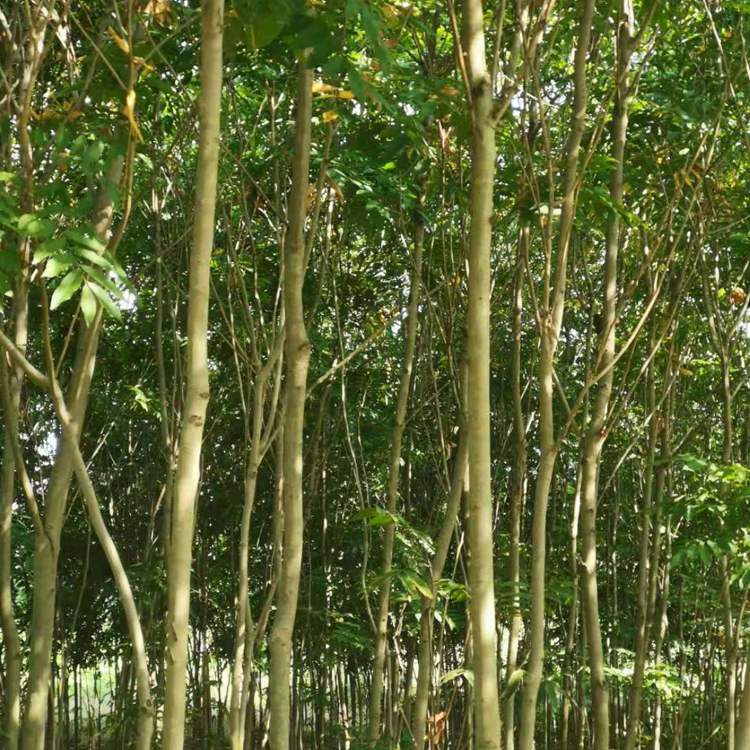 栾树基地 价格优惠 抗旱耐寒栾树苗