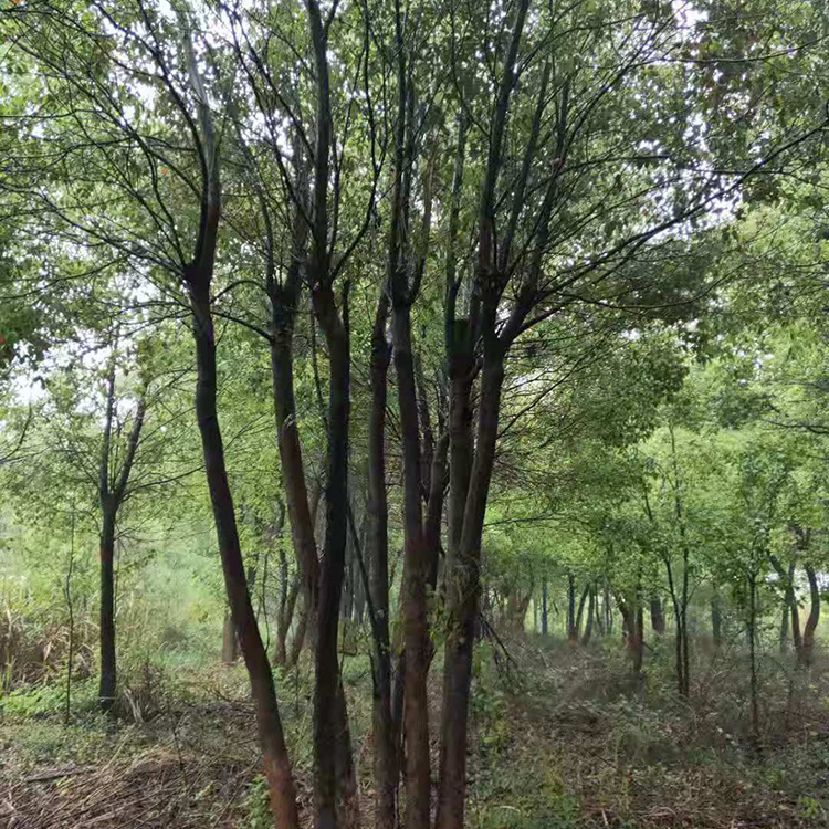 香樟树  长期出售 香樟基地