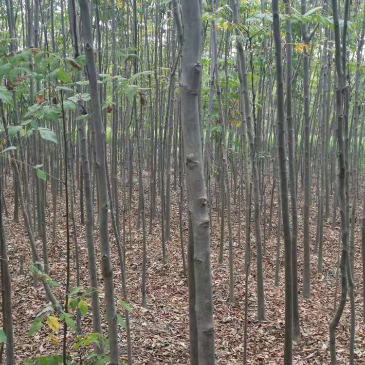 行道风景栾树 基地销售 生速度快栾树