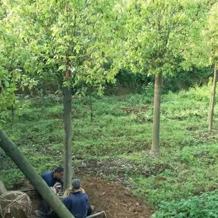 供应香樟  基地供应 小叶香樟苗