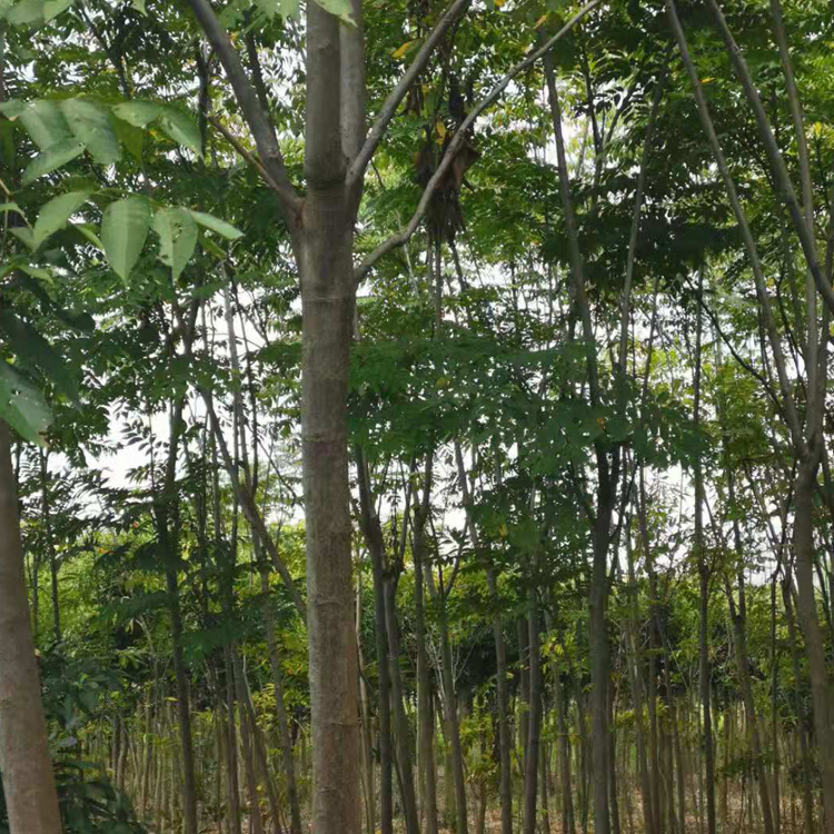 园林工程造型绿化栾树 常年直销 全冠半冠栾树