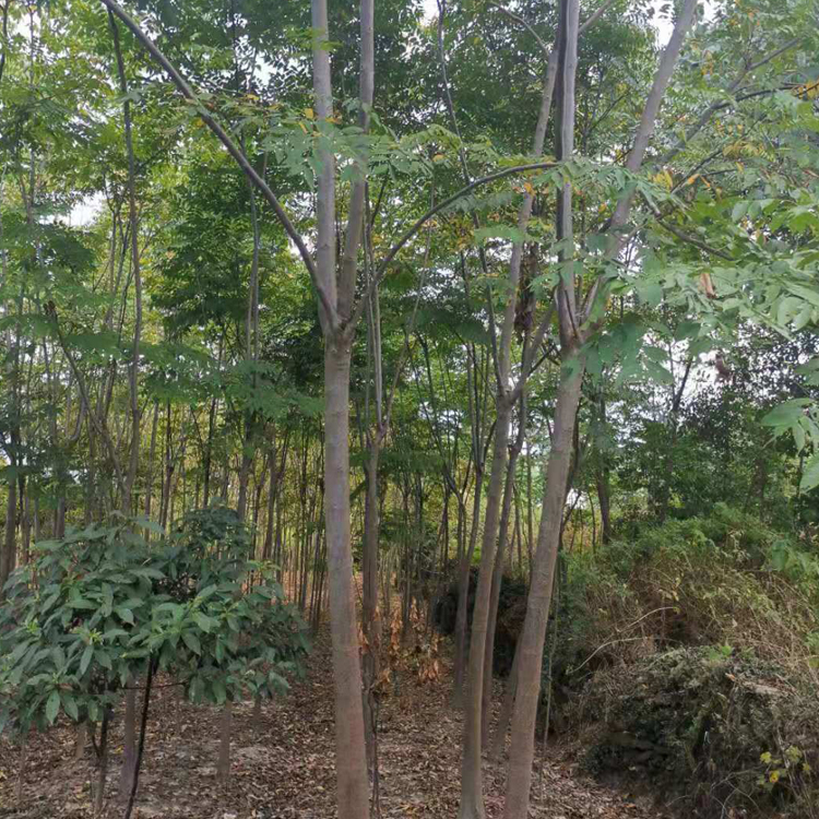 园林工程造型绿化栾树 常年直销 全冠半冠栾树