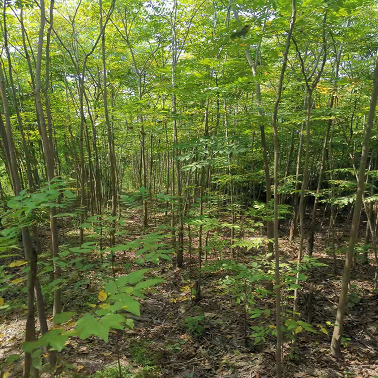 栾树基地 价格优惠 抗旱耐寒栾树苗