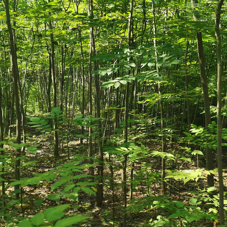 栾树批发价格 基地直供 栾树产地批发