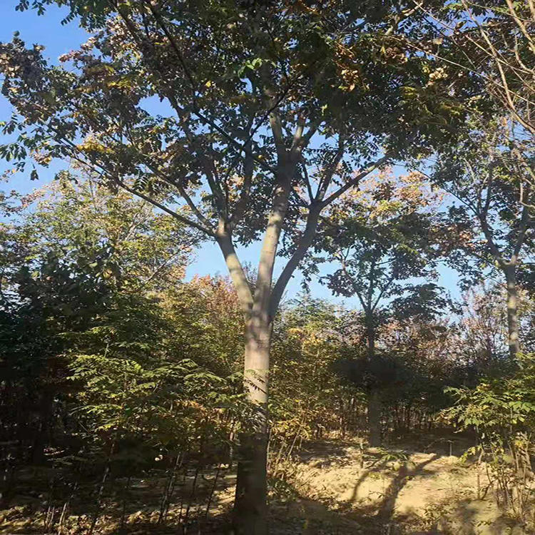 行道风景栾树 基地销售 生速度快栾树