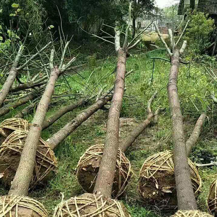 15公分移植香樟 基地直销 香樟小苗