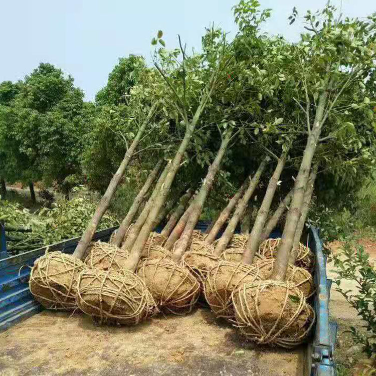 15公分移植香樟 现货供应 香樟树苗
