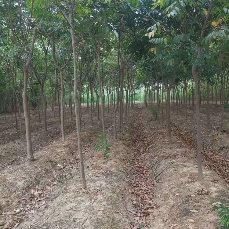 栾树行情 常年直销 供应全冠丛生栾树