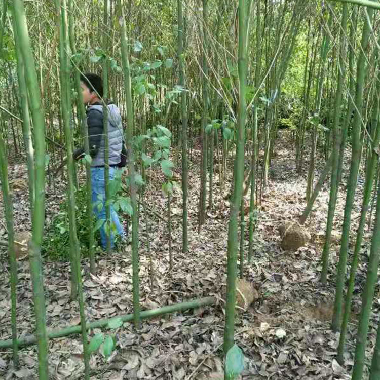 大叶香樟苗 现货供应 丛生香樟