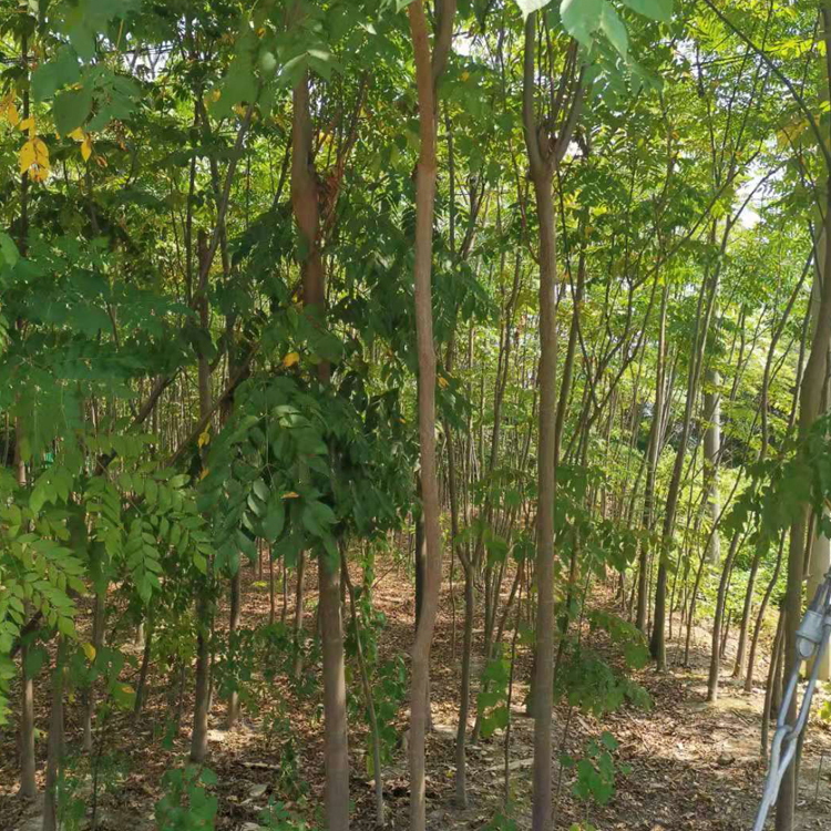 栾树基地 价格优惠 抗旱耐寒栾树苗