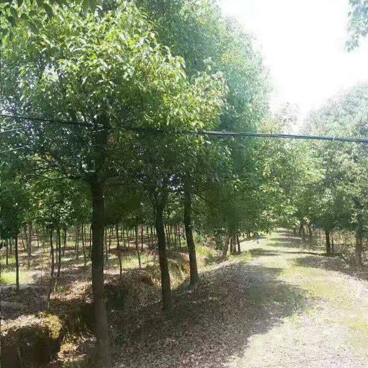 15公分移植香樟 基地直销 香樟小苗