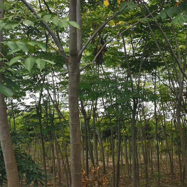 现挖栾树 基地直供 存活率高栾树苗