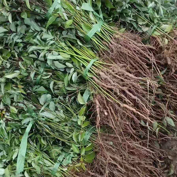 香樟 常年直销 大香樟树