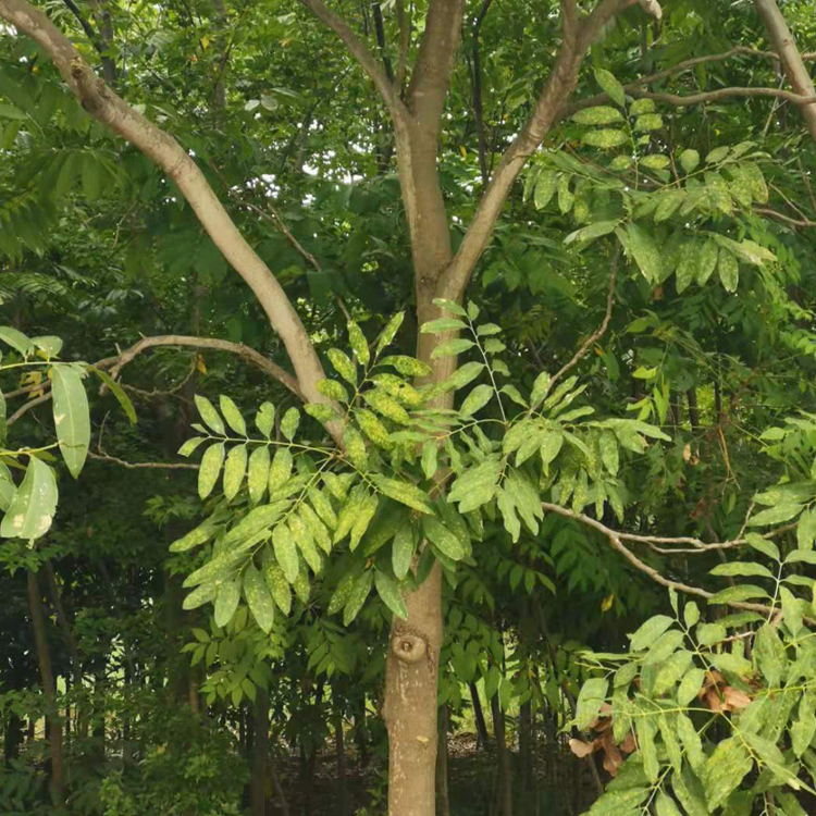 栾树基地 常年供应 抗旱耐寒栾树苗