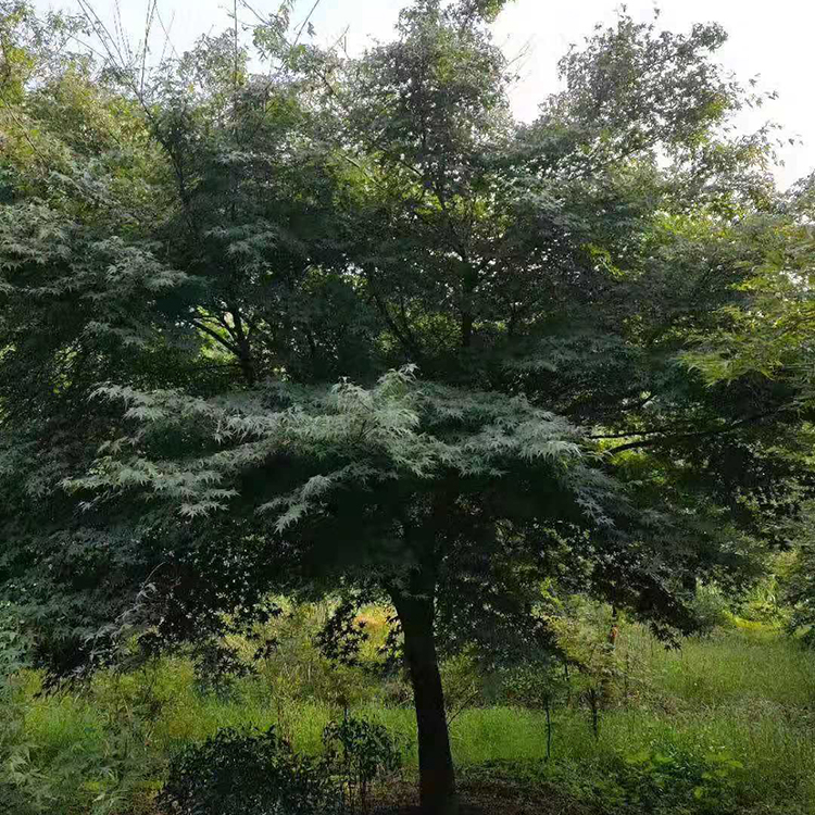 鸡爪槭基地  现货批发  鸡爪槭园林绿化