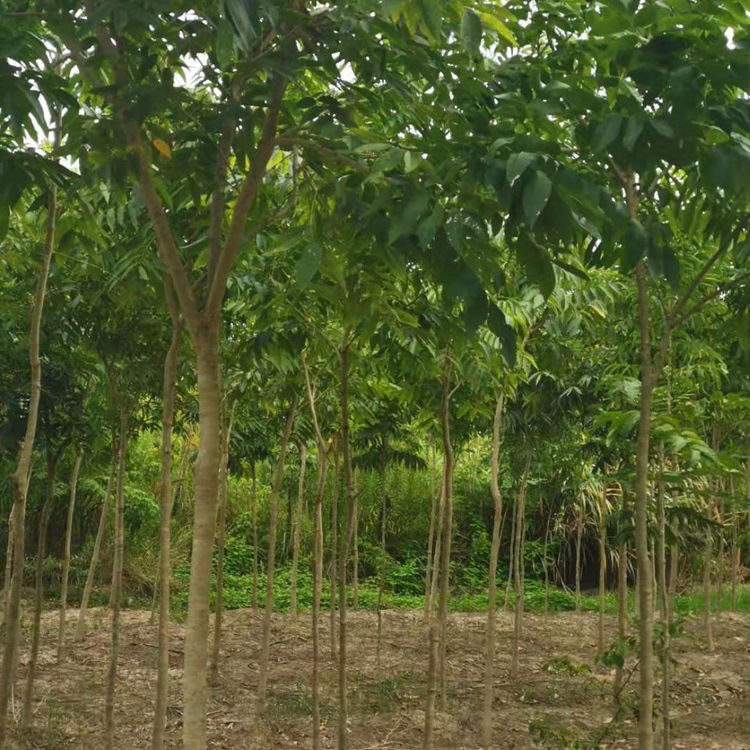 栾树基地 价格优惠 抗旱耐寒栾树苗