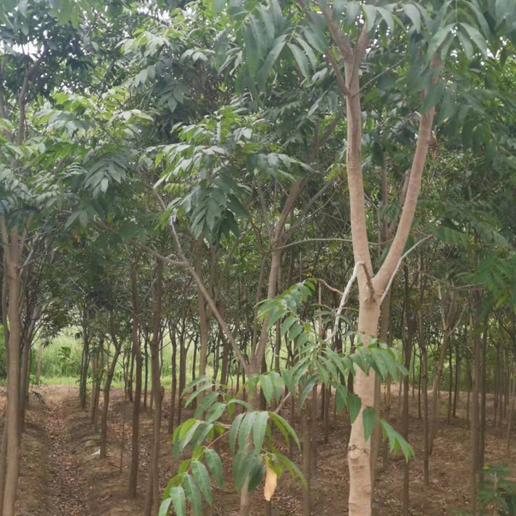 行道风景栾树 常年供应 绿化栾树
