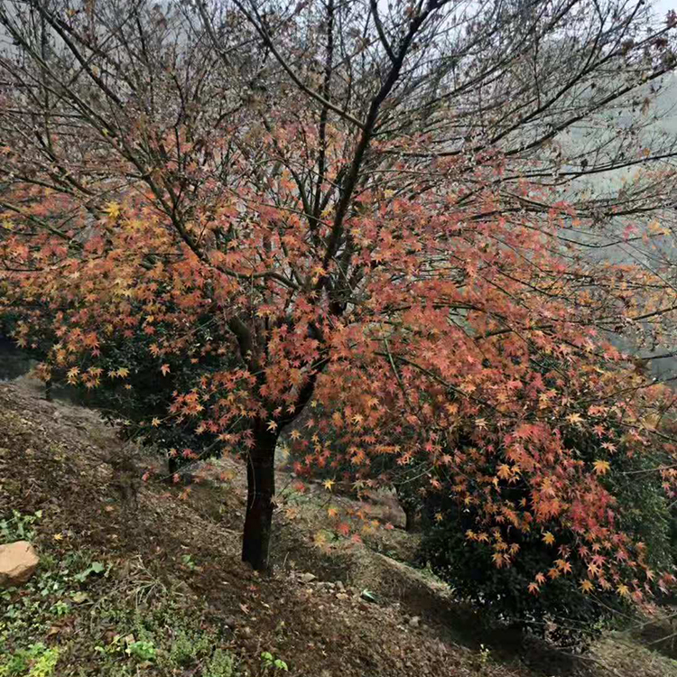 鸡爪槭基地绿柳叶  基地供应  供应红叶鸡爪枫