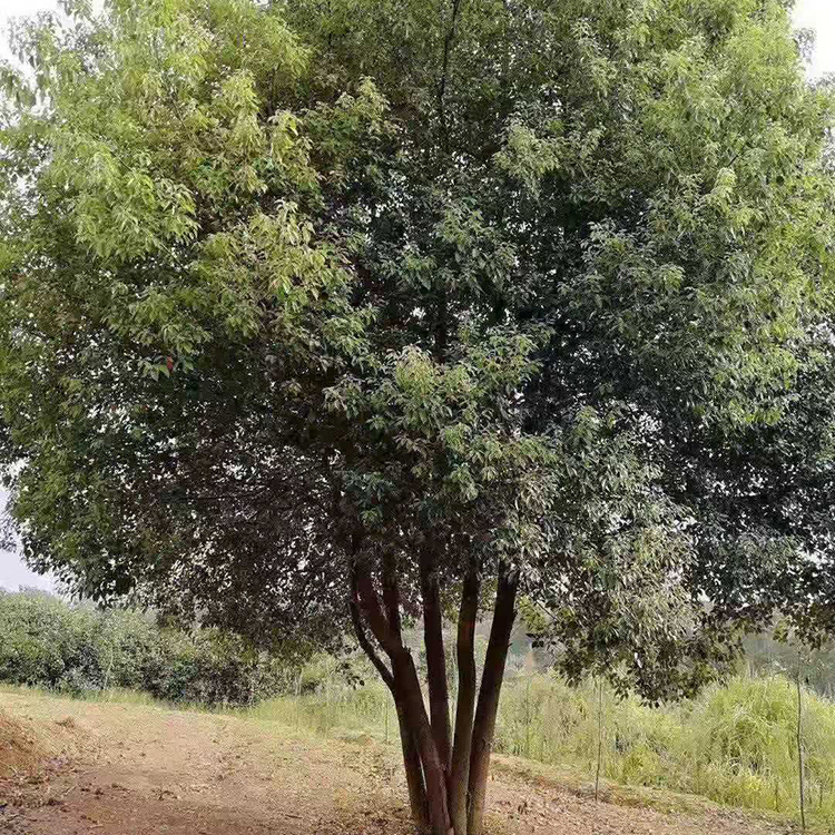15公分移植香樟 基地直销 香樟小苗