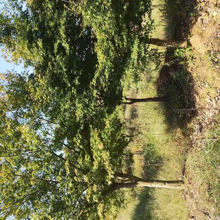 鸡爪槭基地  现货批发  鸡爪槭园林绿化