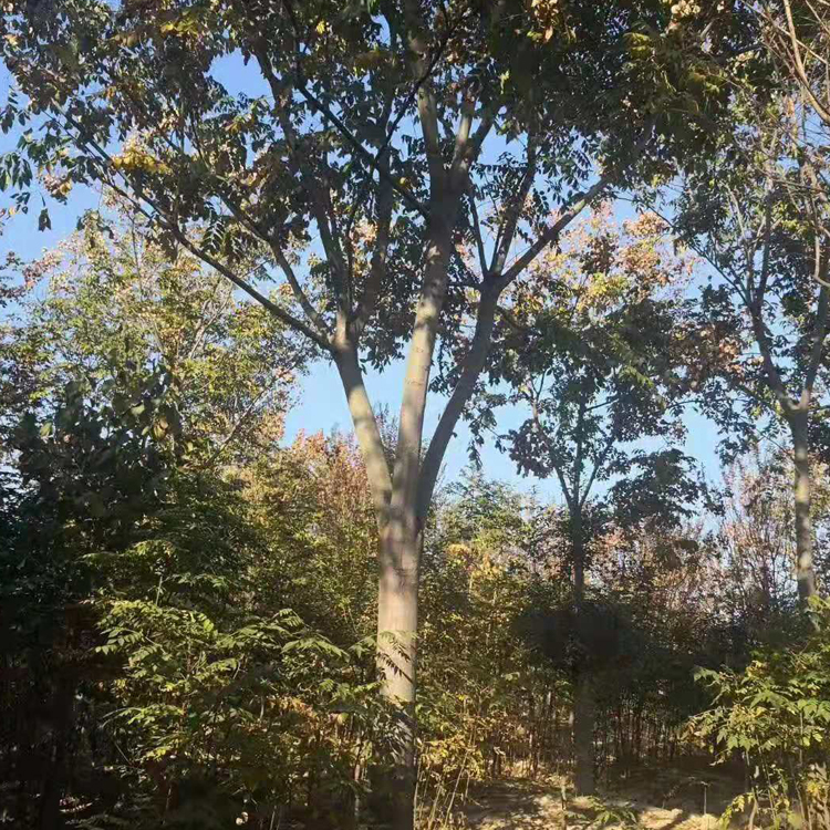行道风景栾树 常年供应 绿化栾树