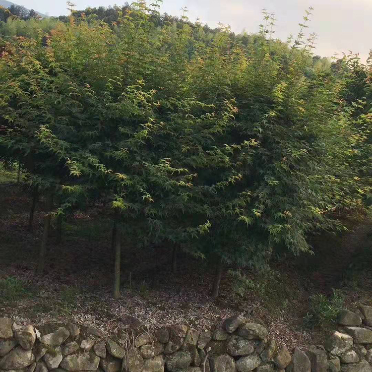 鸡爪槭树苗  基地直销  鸡爪槭苗圃直销