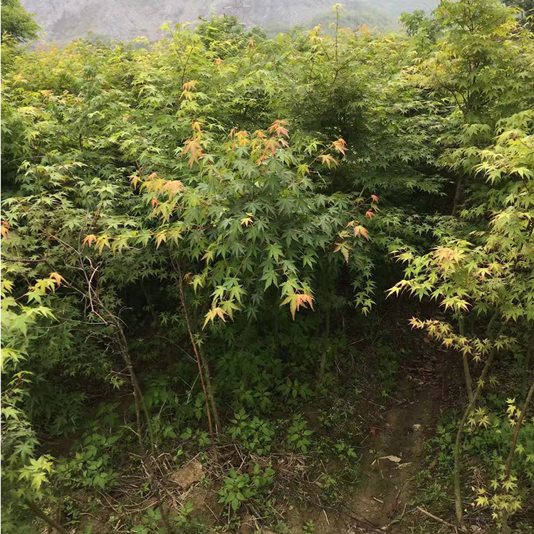 鸡爪槭基地绿柳叶  常年直销  鸡爪槭园林绿化