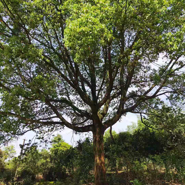 香樟批发价格 香樟树 常年供应 香樟基地