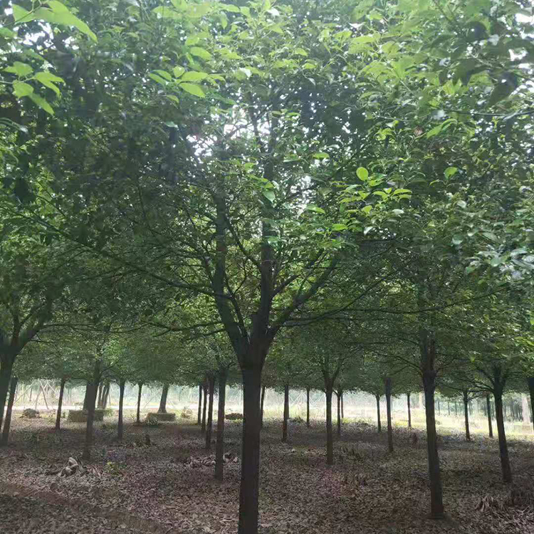 香樟 现货供应 香樟报价