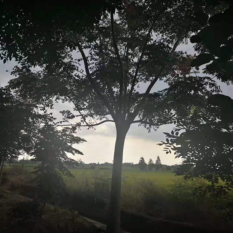 一级好栾树 常年供应 供应全冠丛生栾树