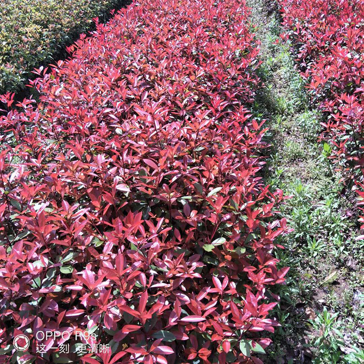 红叶石楠价格表 长期出售 绿化红叶石楠厂家 绿三江苗木场