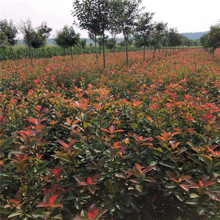 仁義苗圃紅葉石楠價格表綠化紅葉石楠球種植長期出售