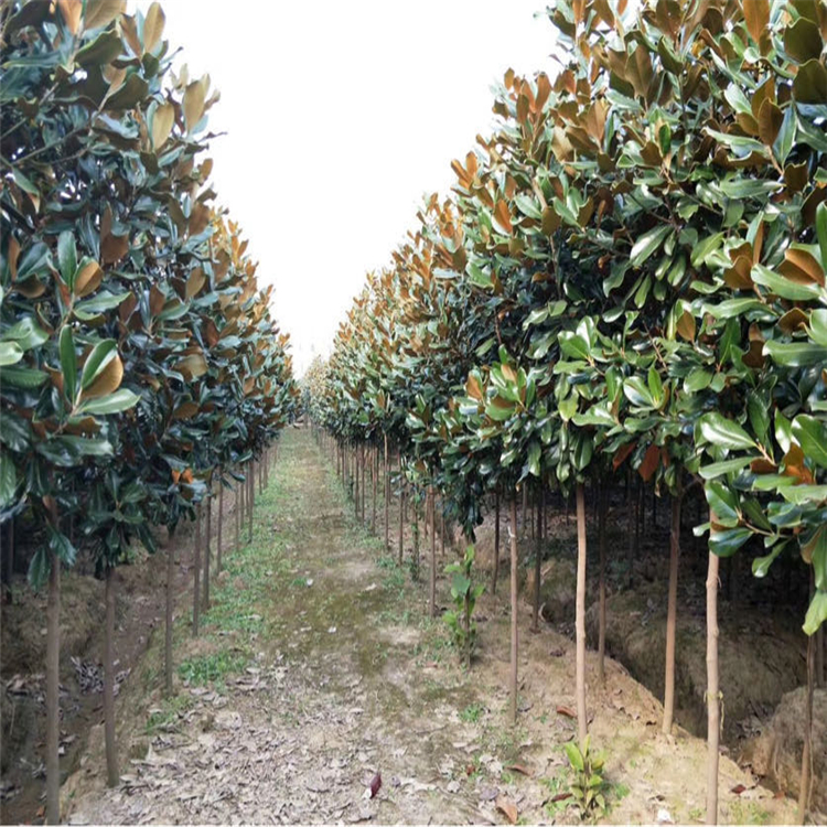 仁義苗圃基地種植批發廣玉蘭廣玉蘭樹市場價格價格優惠